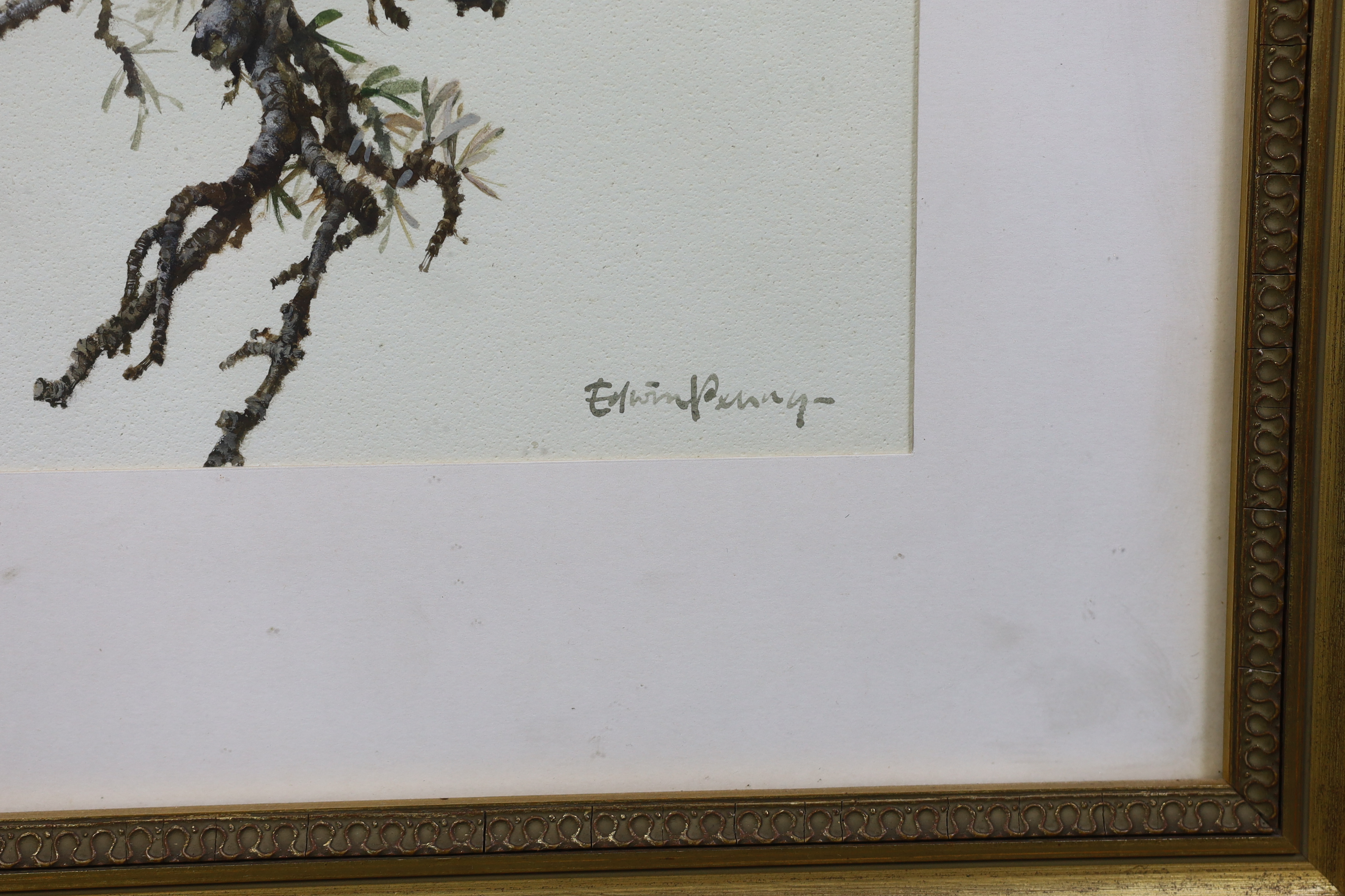 Edwin Penny (English, 1930-2016), 'Collared doves', watercolour and gouache, 50.5 x 36.5cm